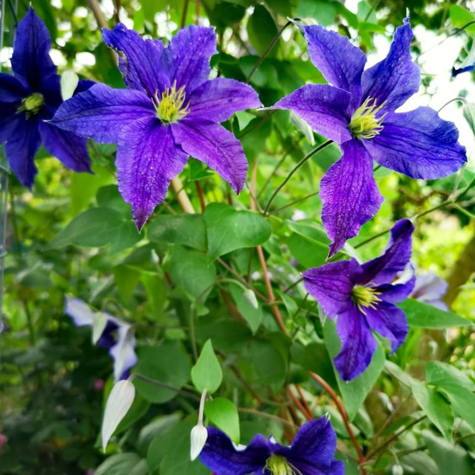 image 1 of Carbeth Plants 3 x Clematis Daniel Deronda Climbing Plant in 9cm Pot - Summer Flowering Garden Ready Shrub For Walls, Fences or Trellis