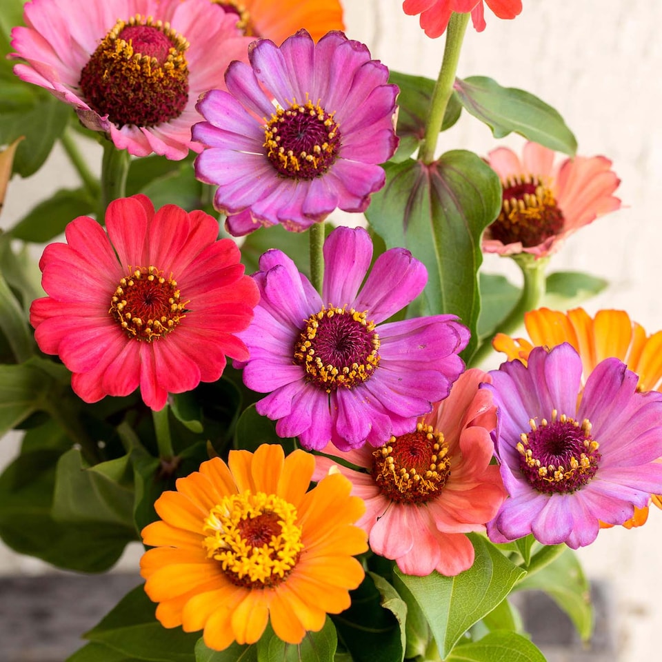 image 1 of Marshalls Garden Zinnia Seeds 'Forecast' 130 Seeds Tropical Pompon Annuals | Multi | Tropical colours | 130 Seeds