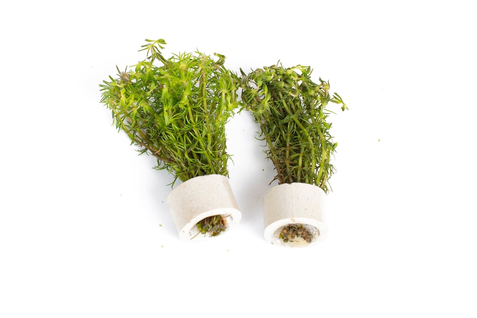 image 1 of Bacopa myriophylloides - Live Aquarium Plant for Midground Planting, Bright Light - Fish Tank Plant