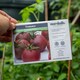 image 8 of Marshalls Garden Tomato Seeds Chocolate Cherry (10 seeds) | Green | Green, Red, Brown
