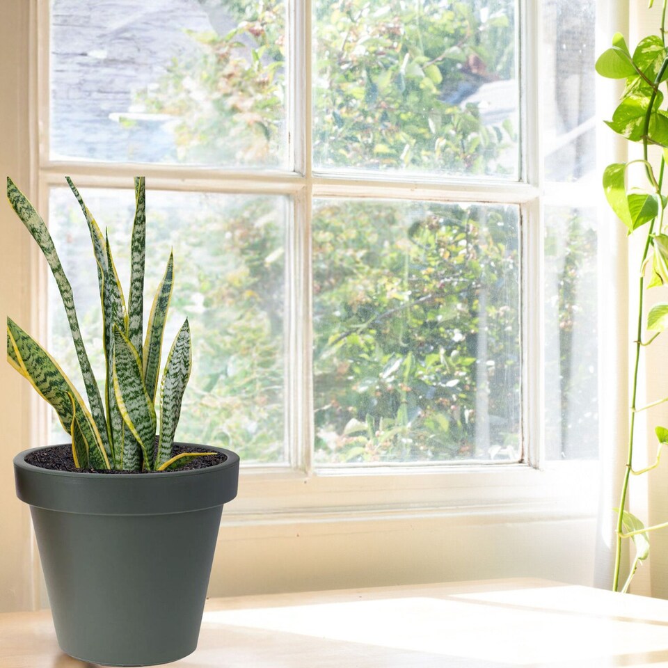 image 1 of 30cm Round Plastic Flower Pot | Green | 1