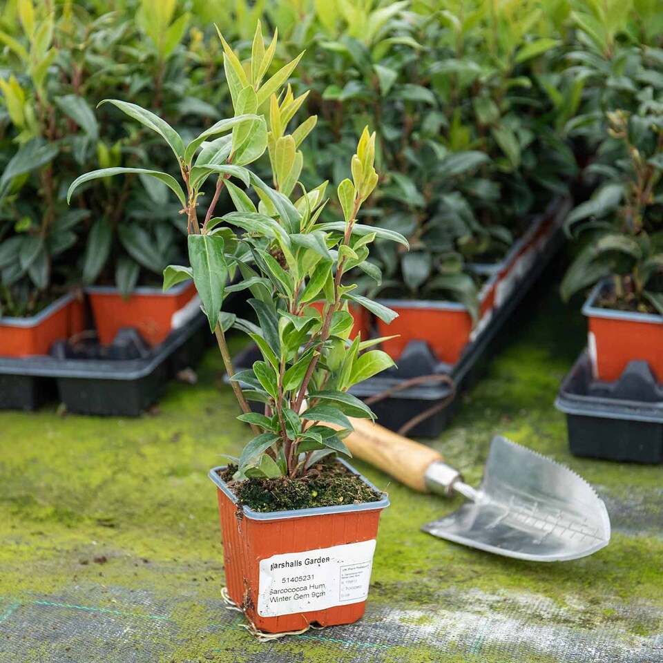 image 1 of Marshalls Garden Sarcococca hookeriana 'Winter Gem' - Hardy Winter-Flowering Shrub 9cm