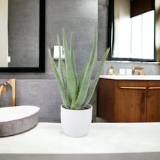 Aloe Vera Plant  12cm Pot | Medicinal & Easy Care Indoor Houseplant