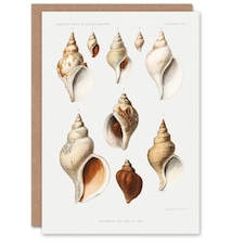 Vintage Marine Life Art Card Northen Sea Mollusk Sea Shells