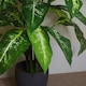 image 5 of 100cm Large Fox's Aglaonema (Spotted Evergreen) Tree Artificial Plant with Copper Metal Planter