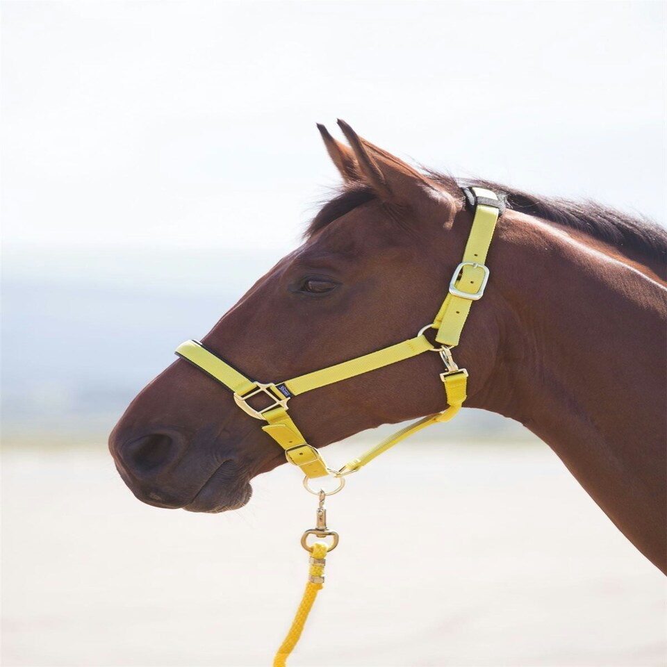image 1 of Shires Topaz Nylon Headcollar Orange | X-Full