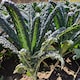 image 1 of Carbeth Plants Kale Nero Di Toscana Vegetable Plant - 6 pack - Easy Grow Kitchen Garden