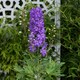 image 8 of Marshalls Garden Delphinium 'Delgenius Breezin' Compact Purple Spires | Purple | Purple | 2L Plants