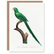 image 1 of Francois Levaillant Art Card The Long Tailed Parakeet