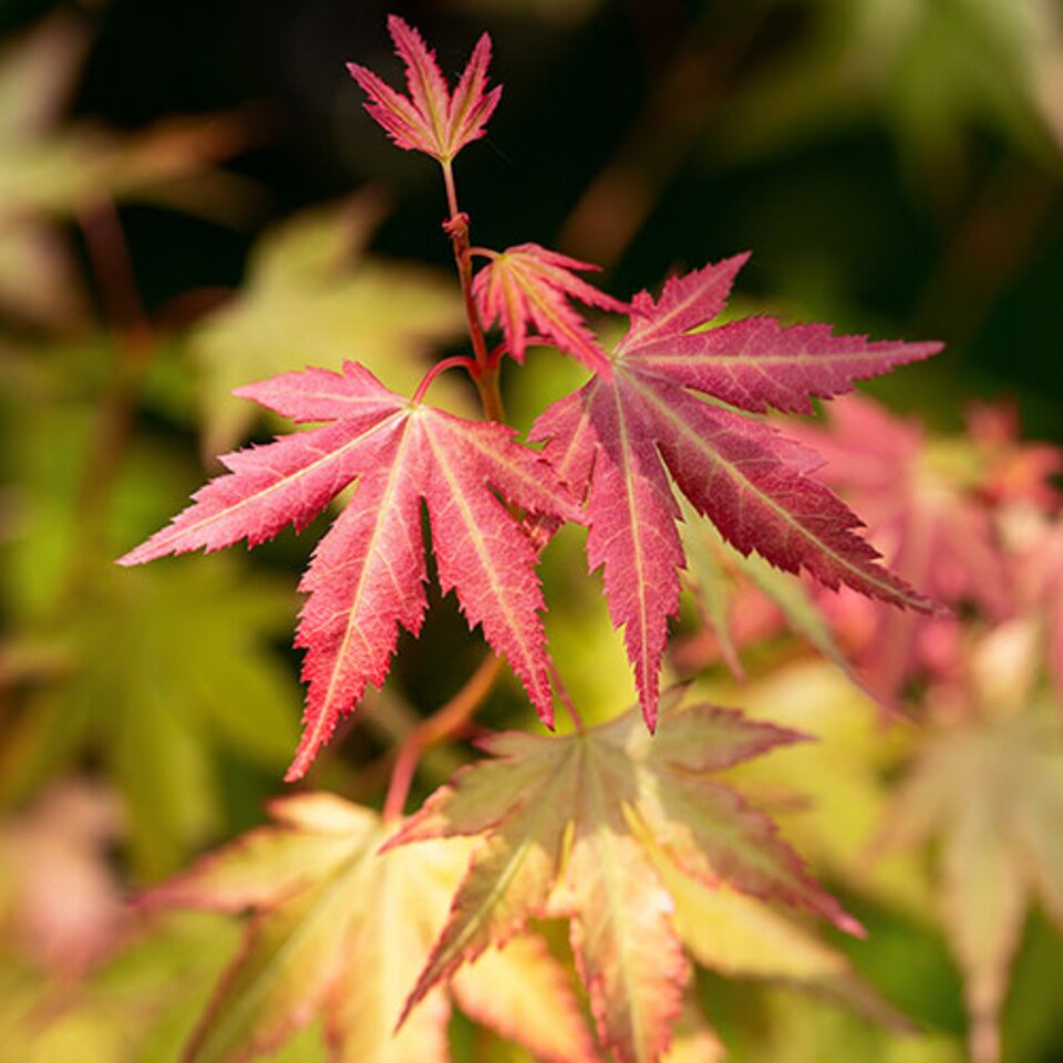 image 1 of Japanese Maple Acer palmatum 'Orange Dream' in a 3L Pot - Outdoor Garden Ready Trees for Oriental Style Gardens
