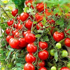 Carbeth Plants Tomato Tumbling Tom Red Vegetable Plant - 1 litre Pot - Easy Grow Kitchen Garden