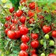 image 1 of Carbeth Plants Tomato Tumbling Tom Red Vegetable Plant - 1 litre Pot - Easy Grow Kitchen Garden