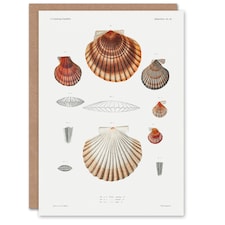Augustus A Gould Art Card Clam Shell Varieties Illustration