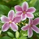 image 2 of Marshalls Garden Jasminum 'Starry Starry Summer Scent' Fragrant Climbing Jasmine 9cm
