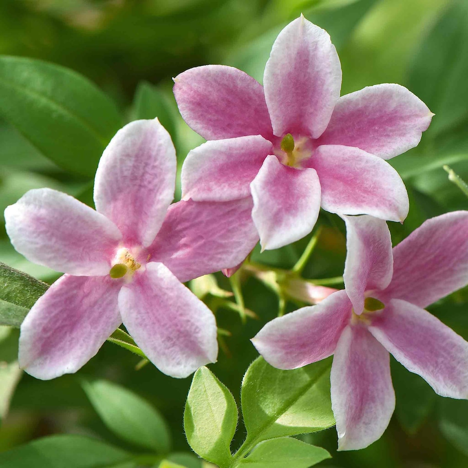 image 1 of Marshalls Garden Jasminum 'Starry Starry Summer Scent' Fragrant Climbing Jasmine 9cm