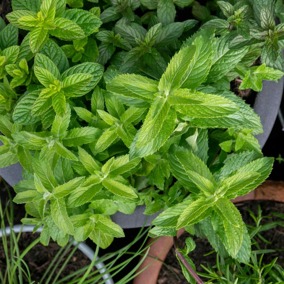 image 1 of Marshalls Garden Mint 'Spearmint' | Green | Soft green leaves with pink, lilac, or white flowers | 3 x 9cm Plants