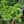 Soft green leaves with pink, lilac, or white flowers