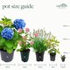 image 4 of Carbeth Plants 6 x Bell Pepper Bellboy Vegetable Plant - 9cm Pot - Easy Grow Kitchen Garden