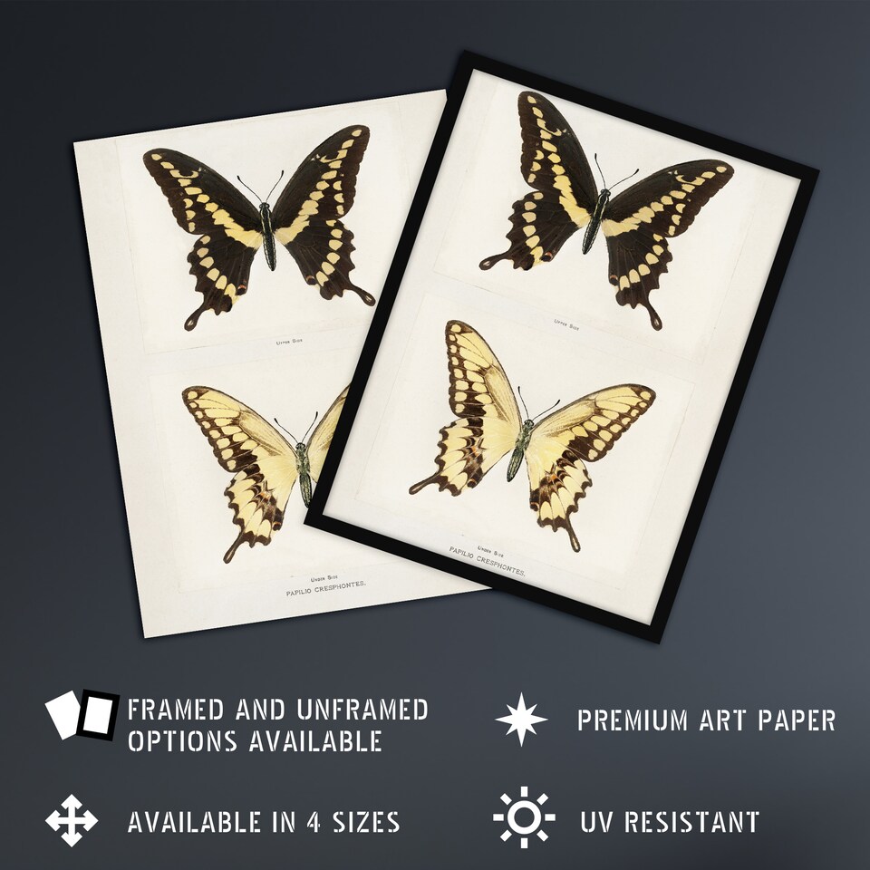 image 1 of Giant Swallowtail Butterfly Sherman Denton Huge Wall Art Print 18X24 In