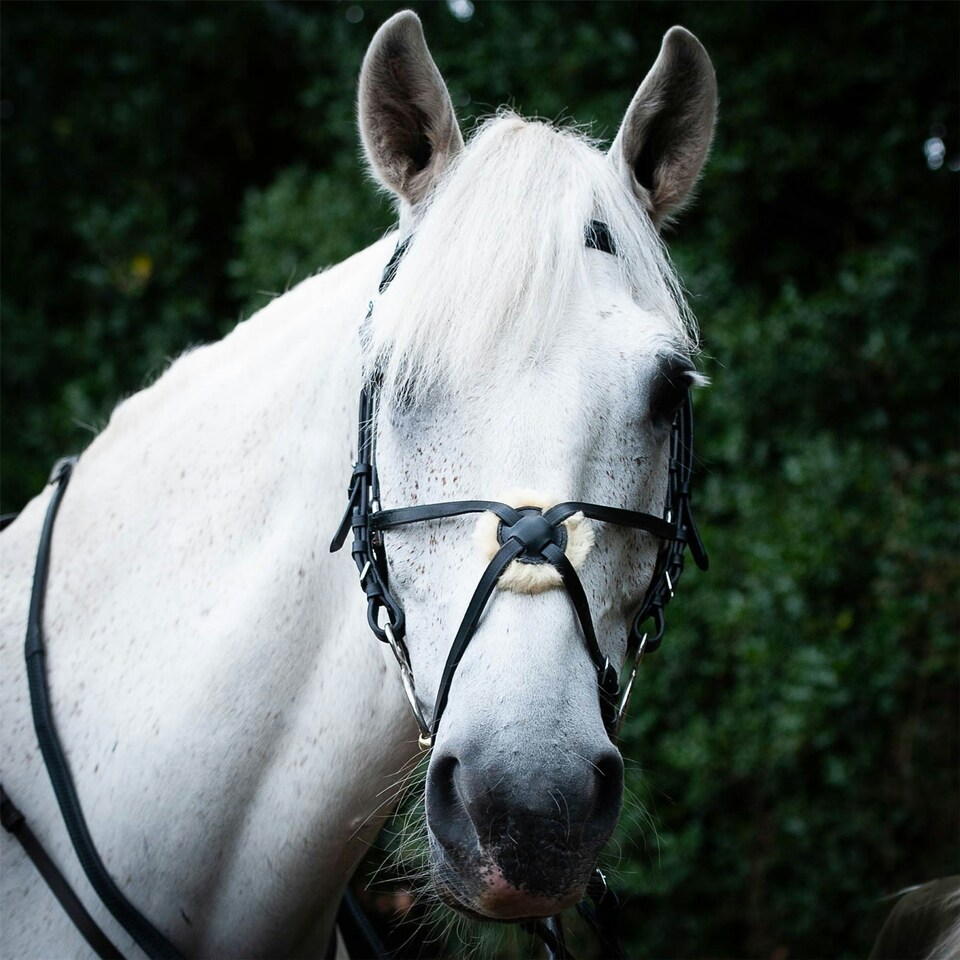 image 1 of Gallop Equestrian Grackle Bridle | Brown | Size: Cob
Colour: Brown