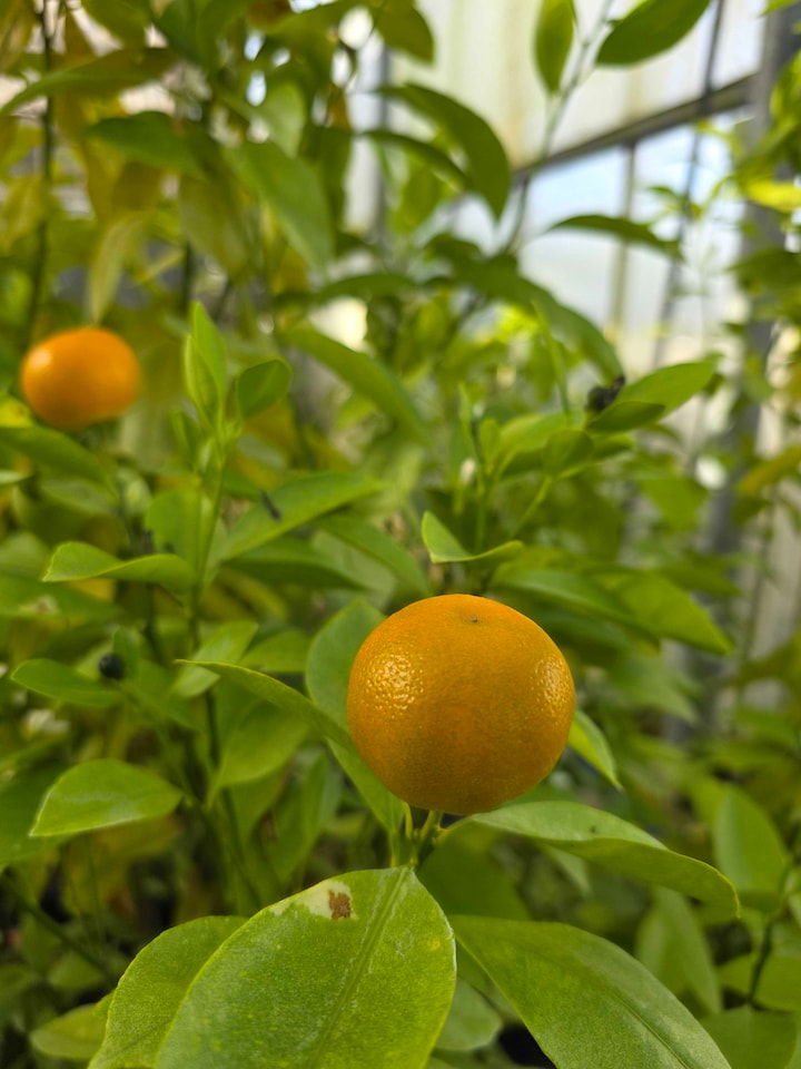 image 1 of Calamondin Citrus x microcarpa - Fragrant Patio Citrus Tree