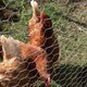 image 4 of True Products Galvanised Chicken Wire Netting - Rabbit Poultry Pet Garden Fence 25mm Mesh - 0.9m x 10m