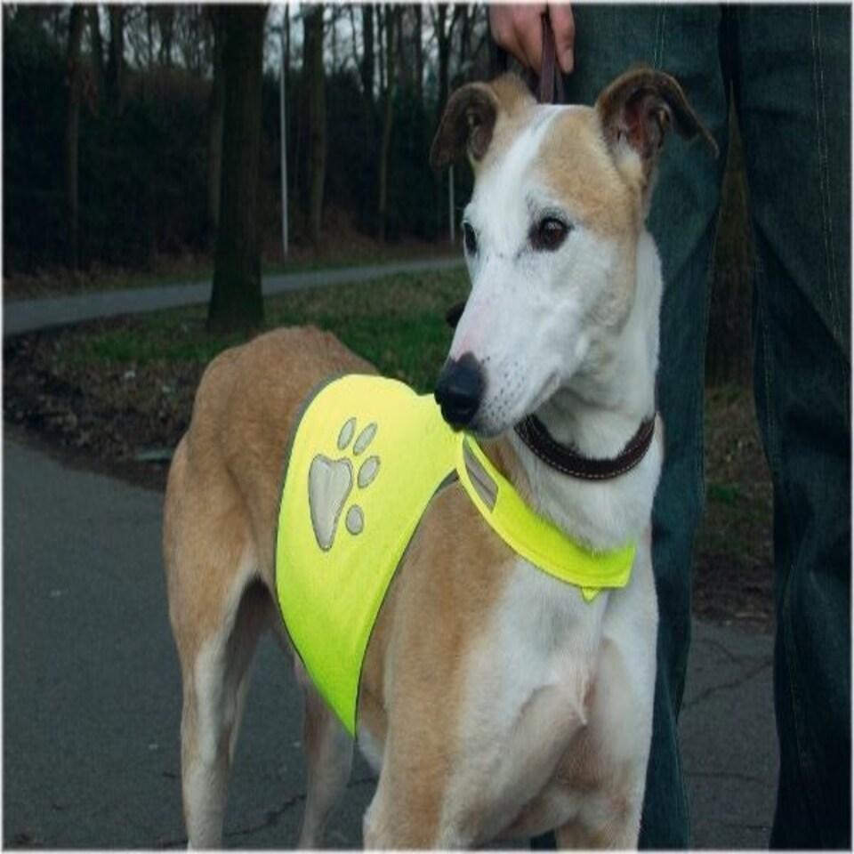 Beeztees Safety Gear Reflective Vest Small Chest 4250cm Tesco Groceries