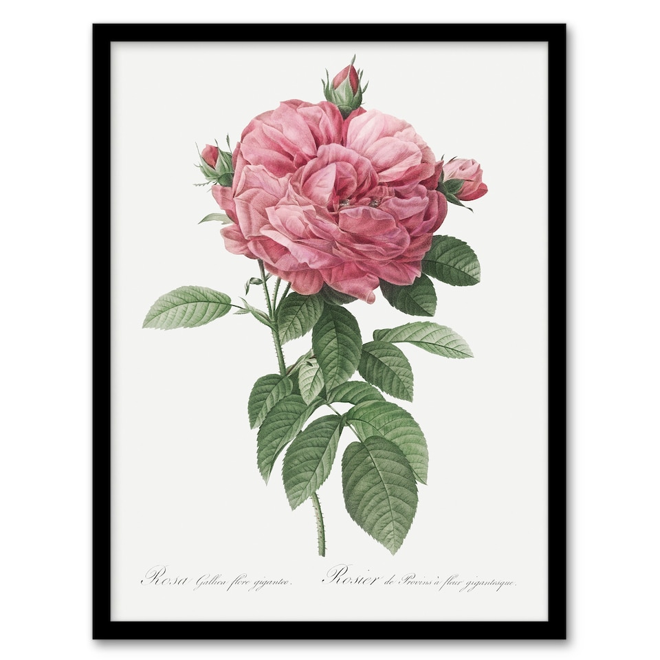 image 1 of Giant Gallica Rose Floral Redoute Vintage Framed Wall Art Print 12X16"