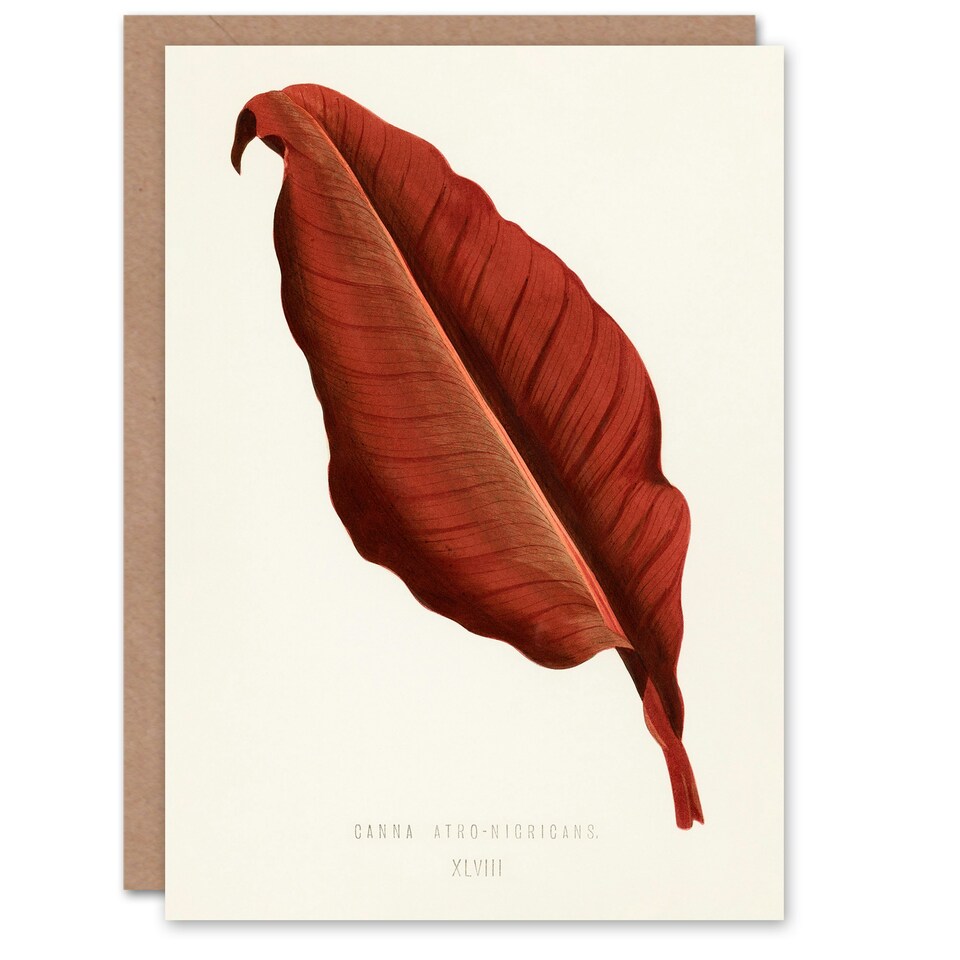 image 1 of Shirley Hibberd Art Card Canna Vintage Botany Red Leaf