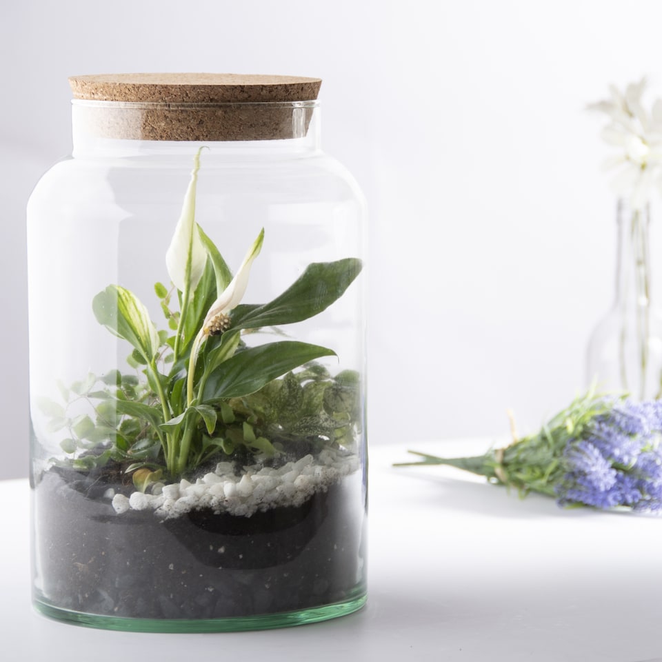 image 1 of Half Open Terrarium Bottle Medium | Clear