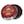 Military Tan/Ox Blood
