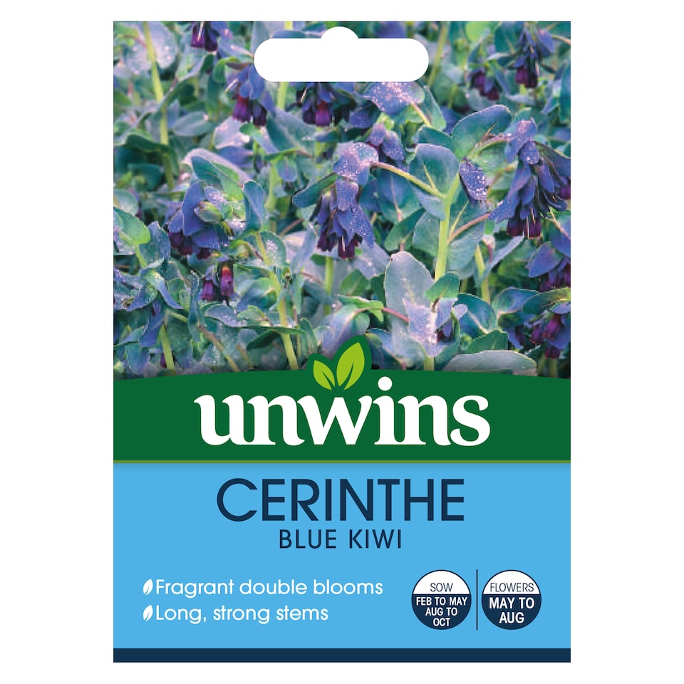 image 1 of Cerinthe Blue Kiwi | Multi | Sea blue bracts and tubular purple and yellow flowers | 45cm | 1