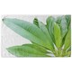 image 1 of Collection Of Green Leaves On White (Bath Towel)