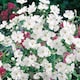 image 2 of Gypsophila Covent Garden | Multi | White | Flower Seeds | 1