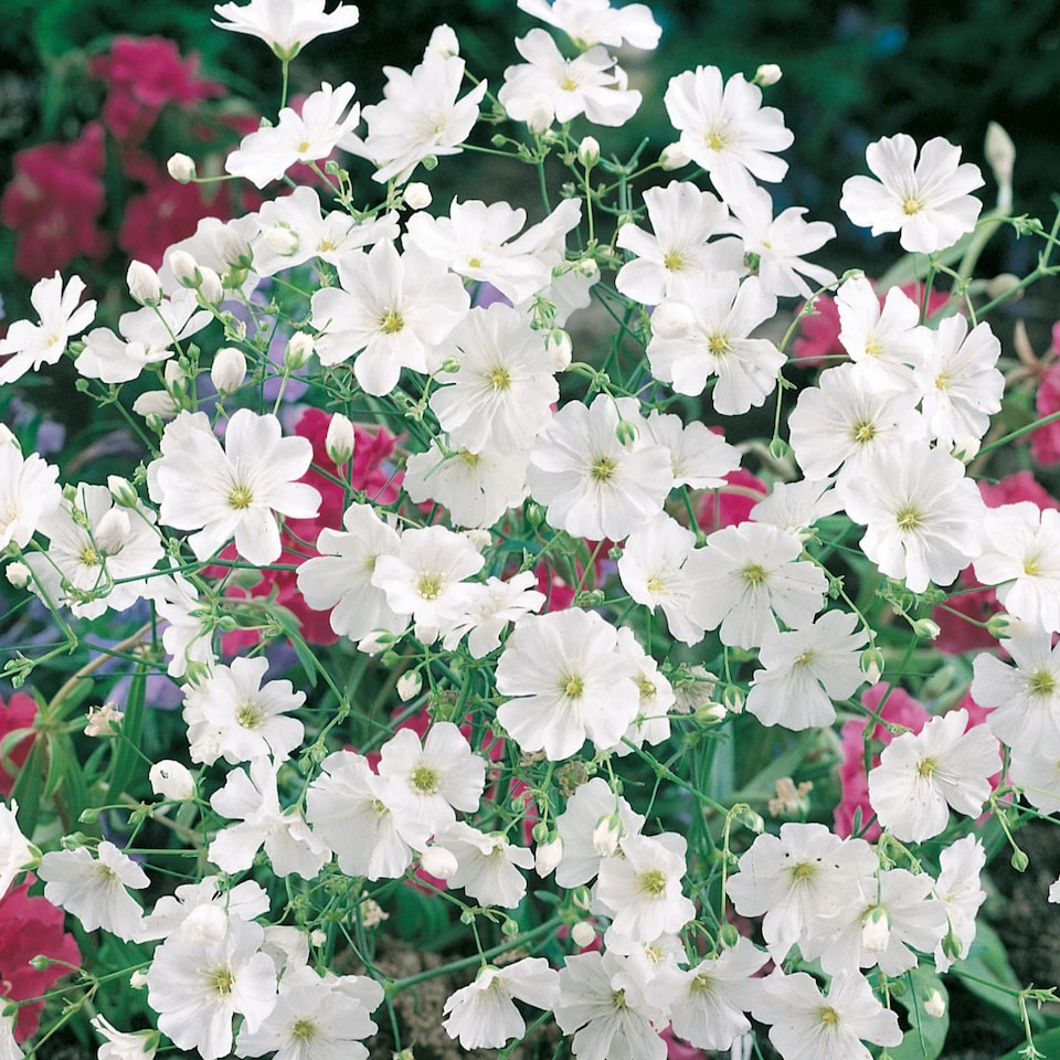 image 1 of Gypsophila Covent Garden | Multi | White | Flower Seeds | 1