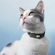 image 5 of PetPOV (HD Camera Collar) Black | M