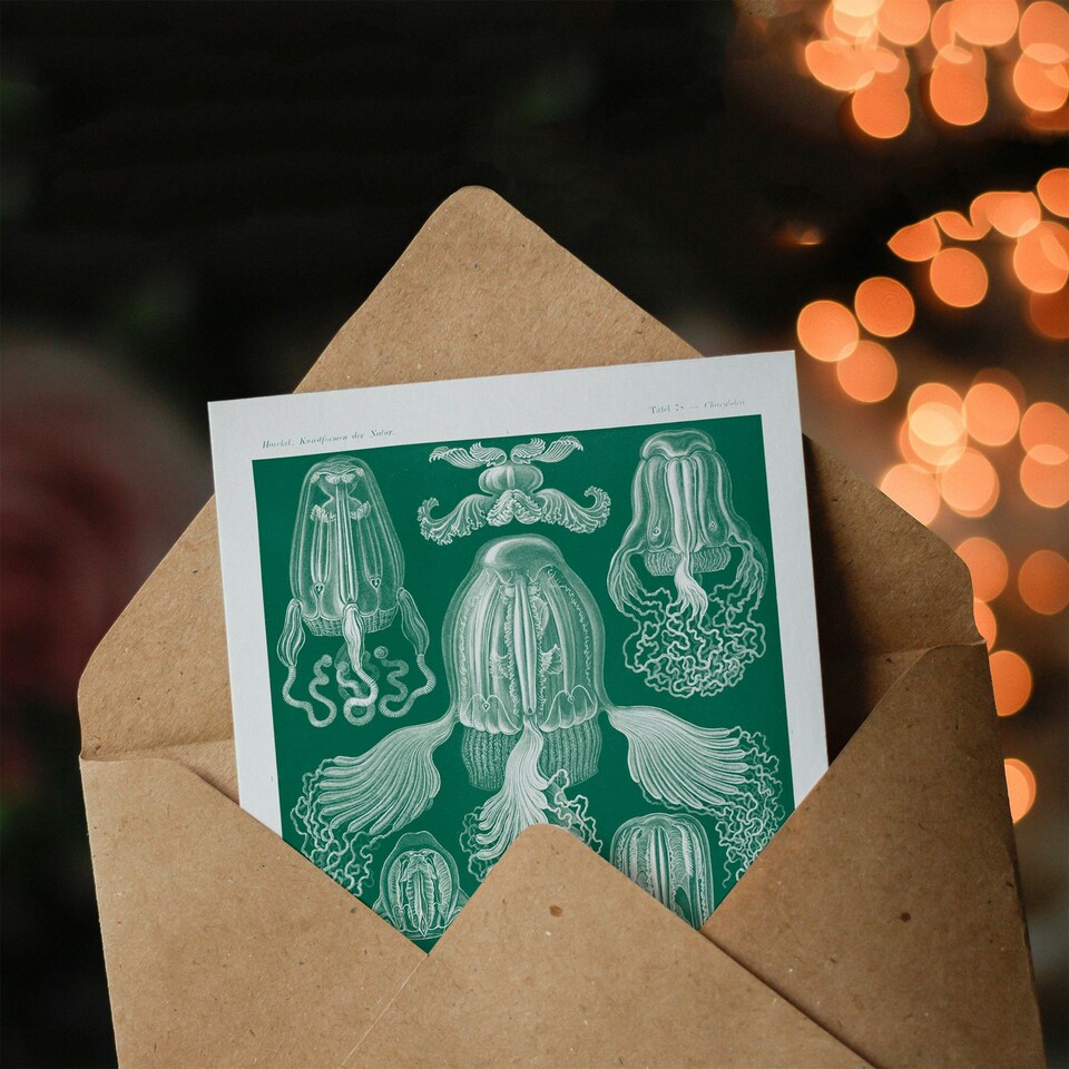 image 1 of Ernst Haeckel Art Card Cubomedusae Jellyfish Species