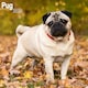 image 1 of Pug 2026 Calendar | Square Wall Calendar | Dog Breed Gift | Plastic Free Packaging | by Avonside Publishing