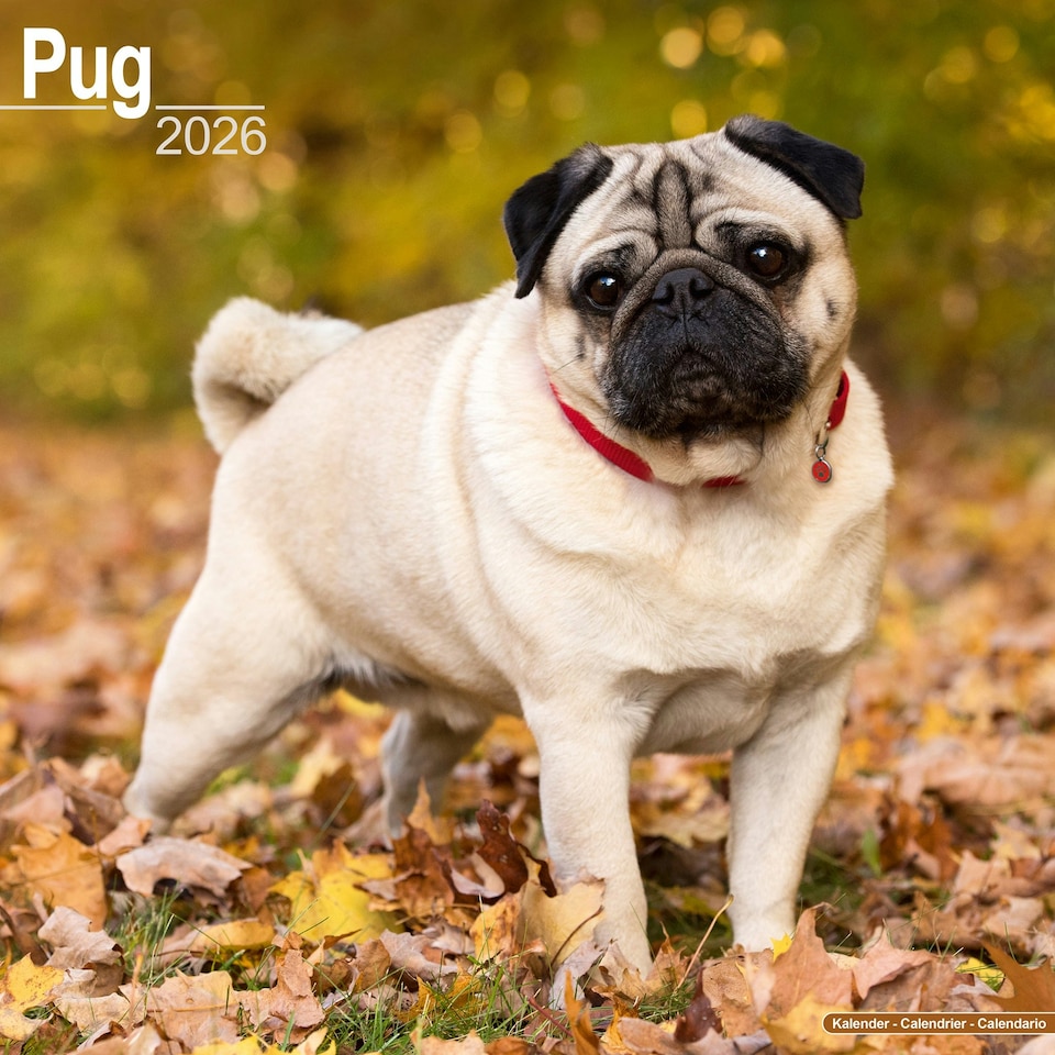 image 1 of Pug 2026 Calendar | Square Wall Calendar | Dog Breed Gift | Plastic Free Packaging | by Avonside Publishing