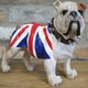 image 4 of Standing British English Bulldog In Union Jack Coat Figurine