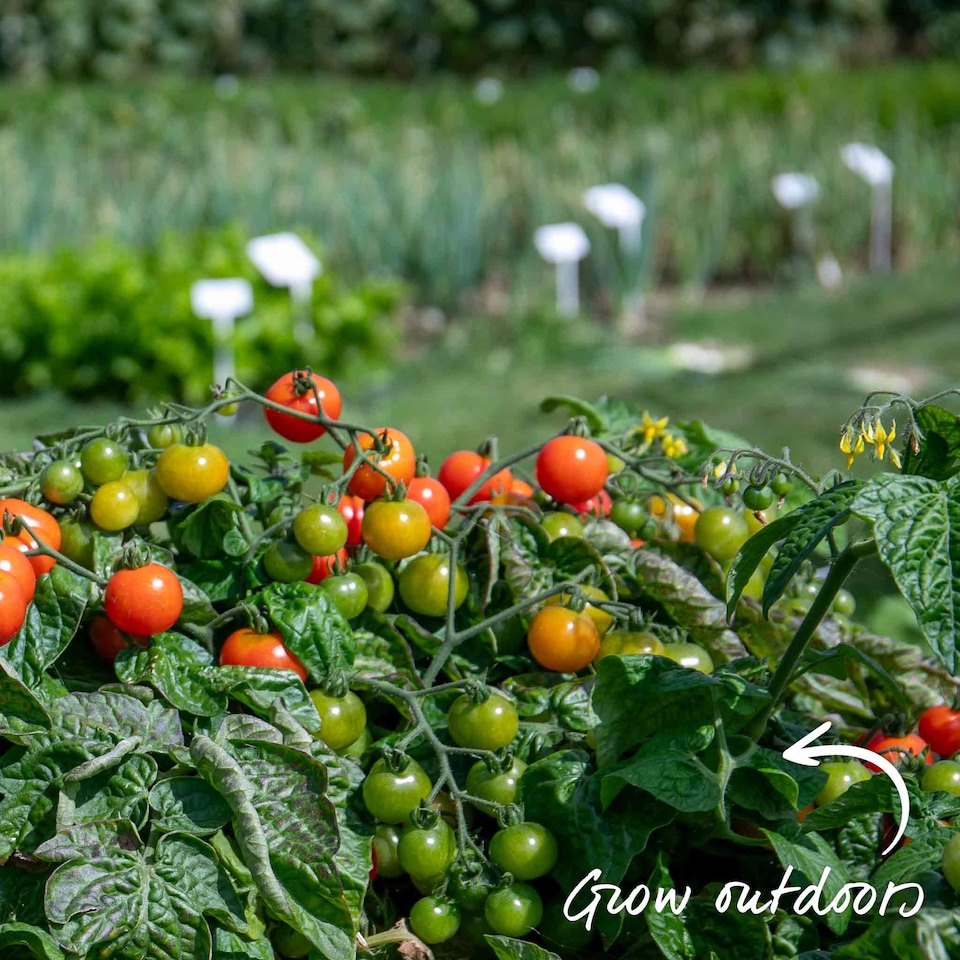 image 1 of Marshalls Garden Super Marmande Tomato Seeds - 55 seeds