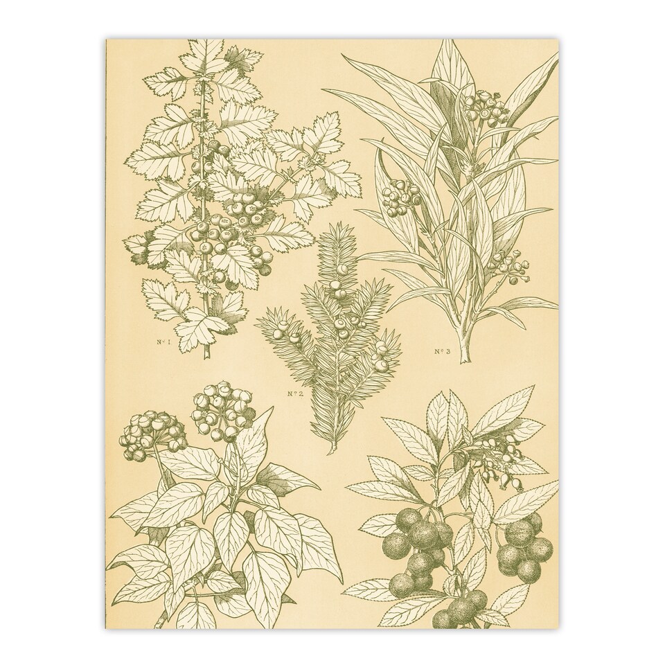image 1 of Owen Jones Framed Wall Art Leaves From Nature No 7 Vintage Botanical Home Décor