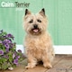 image 1 of Cairn Terrier 2026 Calendar | Square Wall Calendar | Dog Breed Gift | Plastic Free Packaging | by Avonside Publishing