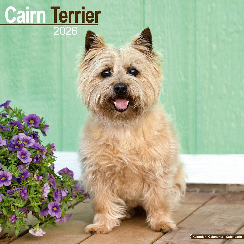 image 1 of Cairn Terrier 2026 Calendar | Square Wall Calendar | Dog Breed Gift | Plastic Free Packaging | by Avonside Publishing