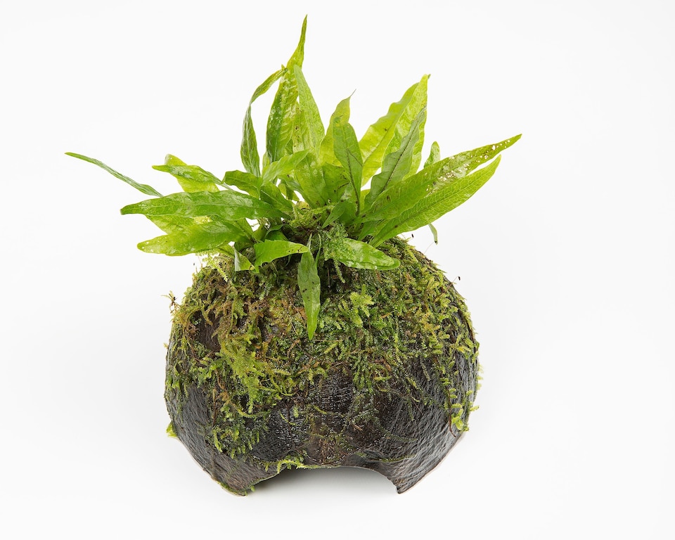 image 1 of Java Fern (Microsorum pteropus) - Live Aquarium Plant for Midground Planting, Low Light, No CO2 Needed - Fish Tank Plant