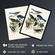 image 2 of Magpie Clarks Crow and Jays Audubon Nature Wall Art Poster Print 12X16"
