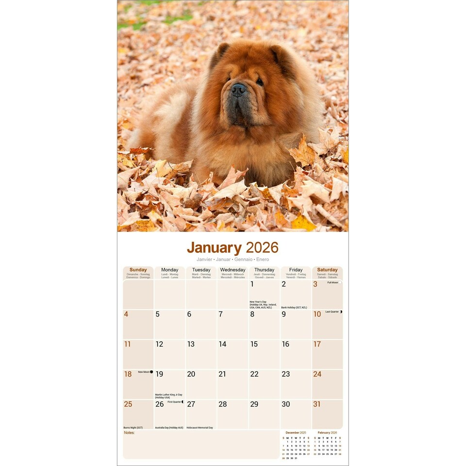 image 1 of Chow Chow 2026 Calendar | Square Wall Calendar | Dog Breed Gift | Plastic Free Packaging | by Avonside Publishing