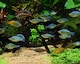 image 6 of Seachem Equilibrium Planted Aquarium Minerals N/A | 600g