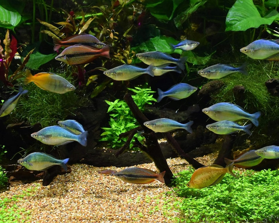 image 1 of Seachem Equilibrium Planted Aquarium Minerals N/A | 600g