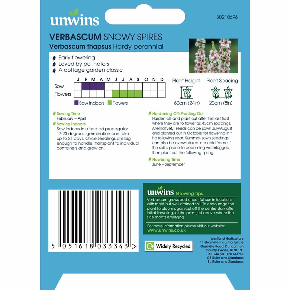 image 1 of Marshalls Garden Unwins Verbascum 'Snowy Spires' Seeds, 30 Seeds